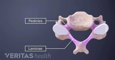 Pedicle Of Vertebrae