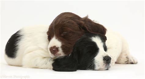 Dogs: Springer Spaniel puppies sleeping photo WP42765