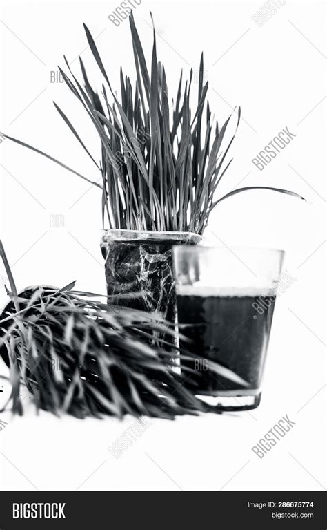 Wheatgrass Extract/ Image & Photo (Free Trial) | Bigstock