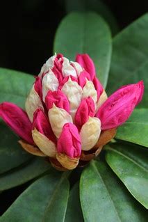 Rhododendron in bud | Petworth House, April 2014 | jojo 77 | Flickr