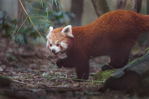 Red panda eating leaves 6526511 Stock Photo at Vecteezy