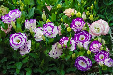 Lisianthus: Plant Care & Growing Guide