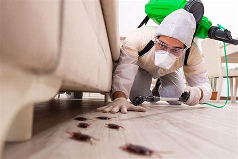 When to Call a Cockroach Exterminator in Richmond Virginia