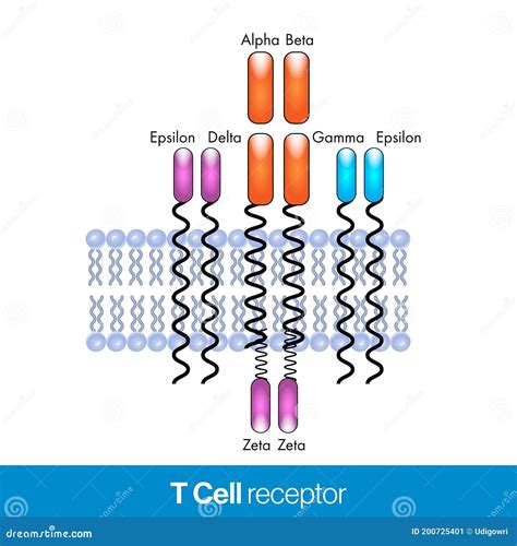 T Cell Receptor Molecular Structure Design Stock Illustration - Illustration of components ...