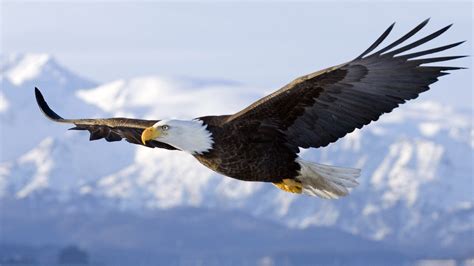 Mystery Illness Killing Bald Eagles In Western U.S. – Wings Paralyzed ...