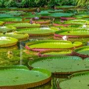 Manaus: Wycieczka po dżungli amazońskiej w Anaconda Lodge | GetYourGuide