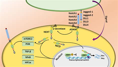 Frontiers | Notch Signaling as a Regulator of the Tumor Immune Response: To Target or Not To Target?