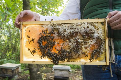 Fotos gratis : colmenar, Guatemala, Miel de abeja, Colmena, apicultor ...