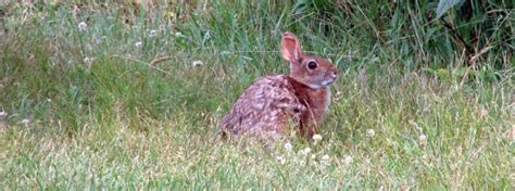 How do you count cottontail rabbits when it's hard to even find them? - Granite Geek