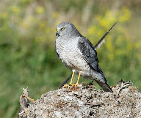 Portrait of a Male Northern Harrier | Shot taken at Las Gall… | Flickr