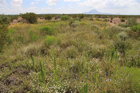 WILDFIRE AND SOIL MICROFLORA - BORDERLANDS RESEARCH INSTITUTE