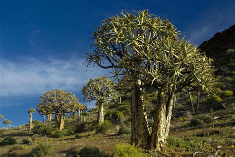 Quiver Tree Forest Photograph by Michele Burgess - Pixels