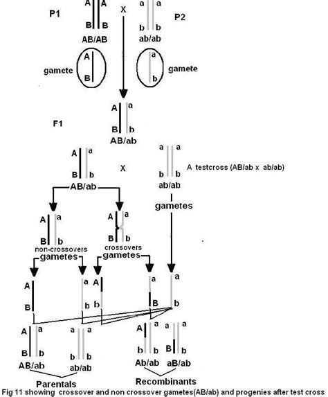 Crossing Over Diagram