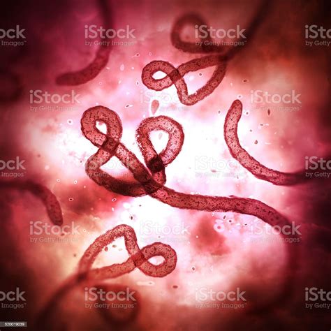 Ebola Virus Under Microscope Stock Photo - Download Image Now - Ebola, Virus, Biological Cell ...