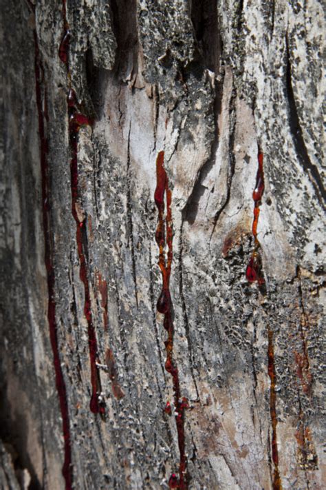 Red Sap Dripping from Bark of Tree | ClipPix ETC: Educational Photos ...