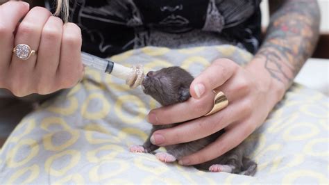 How to Syringe Feed a Newborn Kitten - HealthyPetsBlog