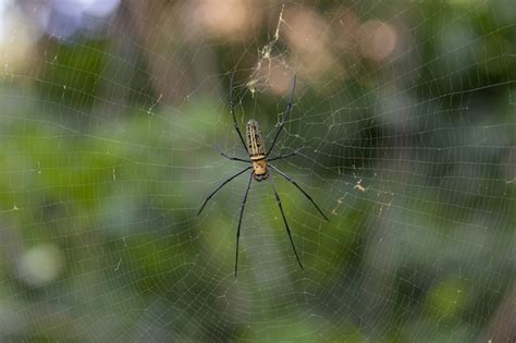 Free Photo | Brown and black spider on web