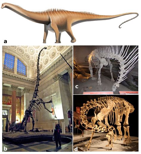 PALAEONTOLOGY[online] | Article: Fossil Focus > Fossil Focus: Sauropodomorpha