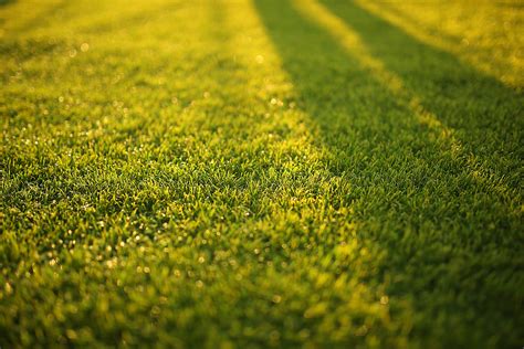 Closeup Photography of Grass Field · Free Stock Photo