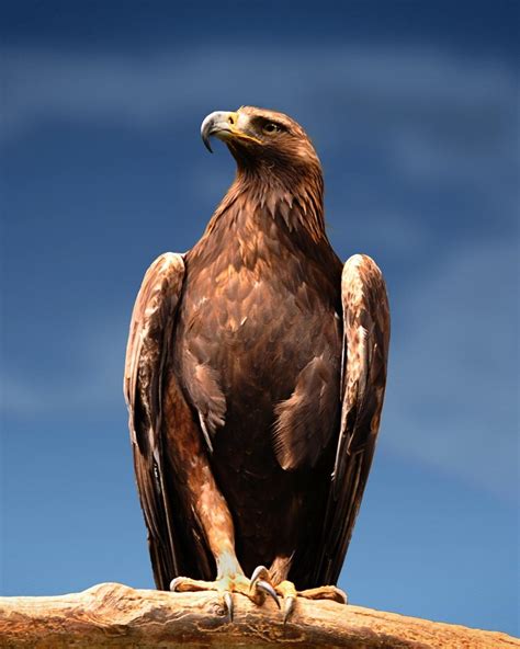 The National Birds of Latin America - Minnesota Latinos