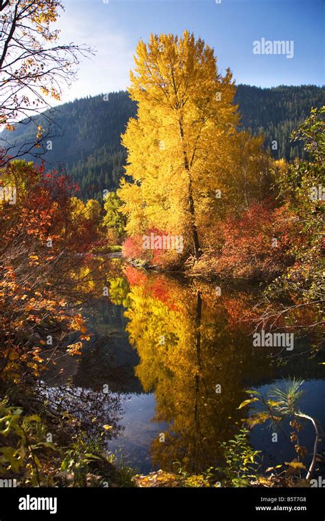 Fall Colors Wenatchee River Stevens Pass Leavenworth Washington Stock Photo - Alamy