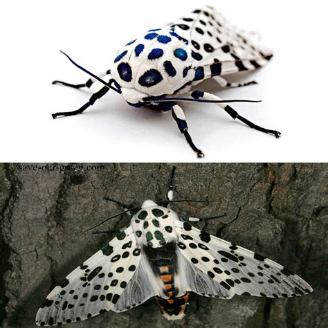 Gorgeous Giant leopard moth - Save Our Green