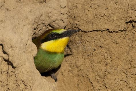 Young Bee Eater in Nest stock image. Image of bird, home - 18213113