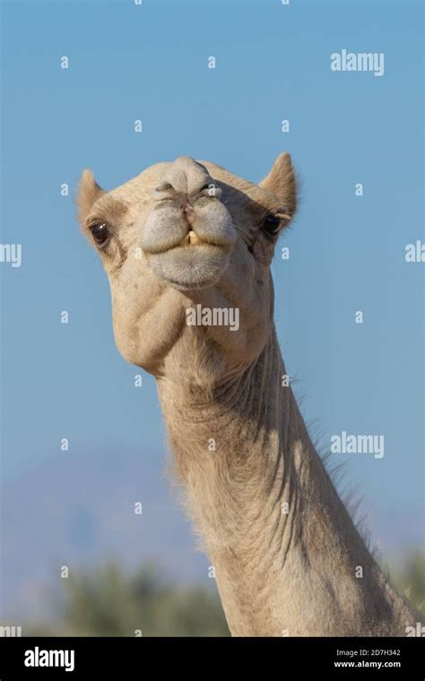 Portrait Close-up of a desert dromedary camel facial expression with its mouth and teeth showing ...