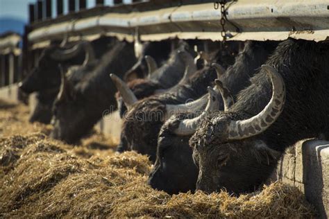 Italian Mediterranean Buffalo Livestock Stock Image - Image of black ...