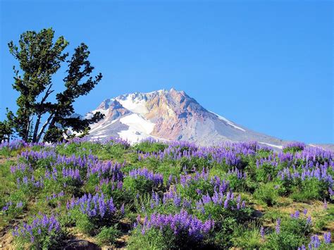 Mt. Hood and Wildflowers Photograph by Scott Carda - Pixels