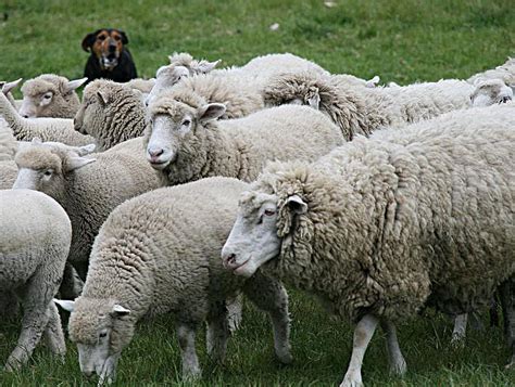 Sheep Herding Photograph by Cecelia Helwig