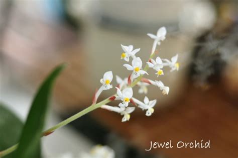 Jewel Orchid Care: How to Grow Ludisia Discolor Indoors