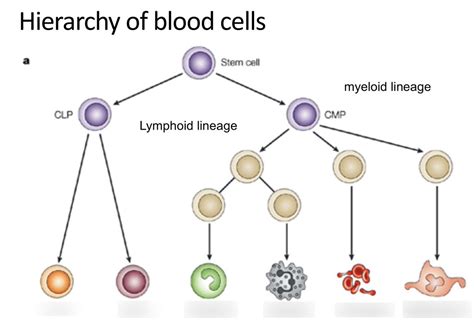 Week 1 - Hierarchy of Blood Cells Diagram | Quizlet