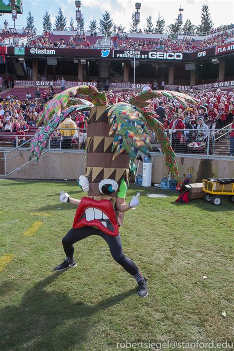 The Stanford Tree