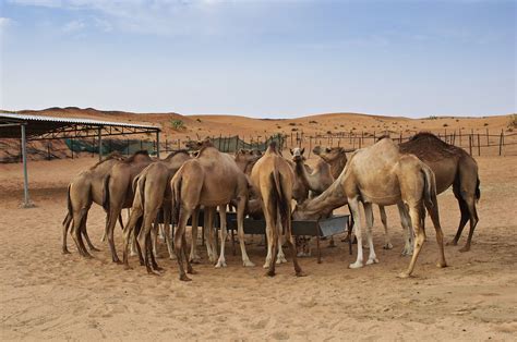 How feral camels took over the outback