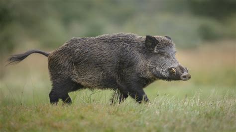 Toxic wild boar meat may have hospitalised family