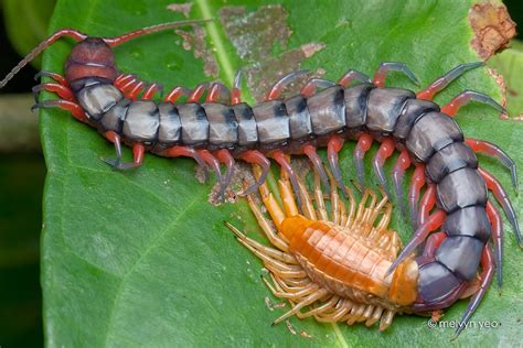 Untitled by Melvyn Yeo on Flickr | Giant Centipede - Scolopendra ...