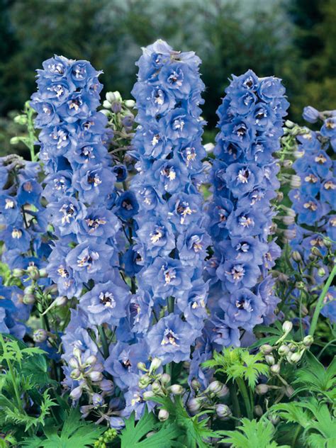 Light Blue Delphinium