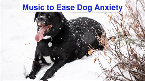 Calm Canine Tunes: Anti-Anxiety Music for Dogs #dogmusic - YouTube