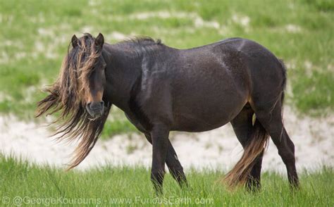 The Wild Horses of Sable Island