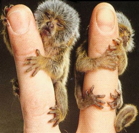 Pictures of the Day: Pygmy marmoset, The Smallest Monkey