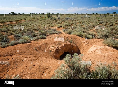 Wombat at burrow hi-res stock photography and images - Alamy