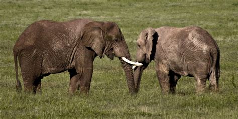 Ngorongoro Crater (Conservation Area) Pictures, Africa Safari