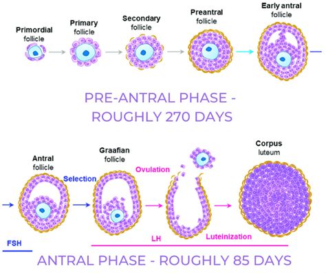 How long does it take to improve egg quality for fertility? — Hayley ...