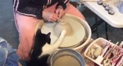 Cat Tries Pottery Wheel | Jukin Licensing