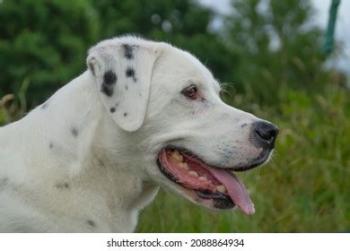 8 White Lab Dalmatian Mix Images, Stock Photos, 3D objects, & Vectors ...