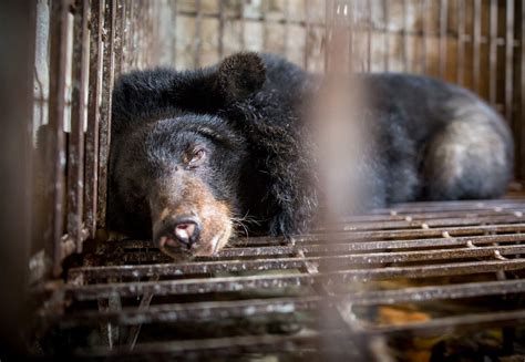 Save the Saddest Bears in Vietnam - FOUR PAWS in US - Global Animal ...