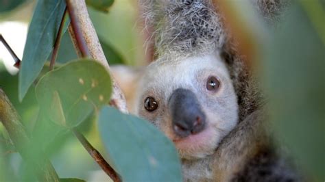 Australia Zoo welcomes first white koala - Australian Geographic