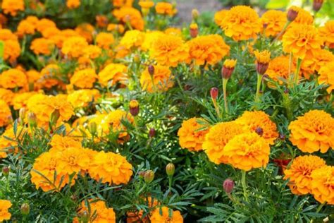 Marigold (Tagetes): Benefits, Care Tips, and Flower Types