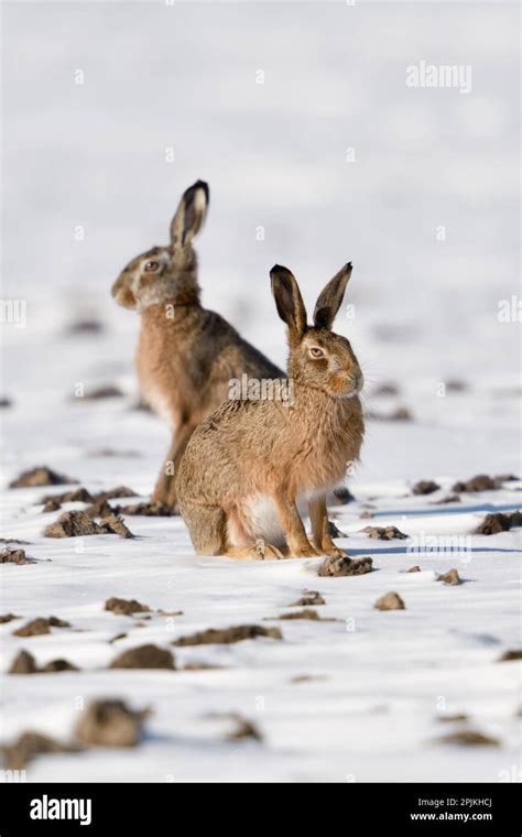 Winter hares... European hare ( Lepus europaeus ), two hares on a snowy ...